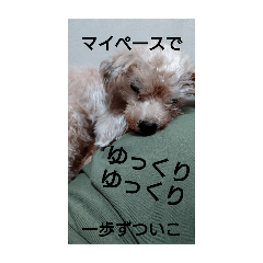 Hachi_20250503155953