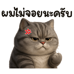 Kamui cat V2