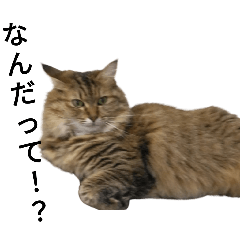 cat stamp'-'