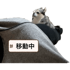 Chi_20250503214217