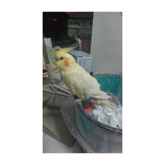 超可愛的玄鳳鸚鵡