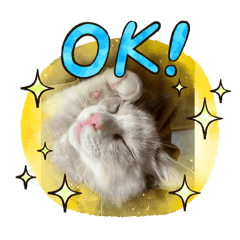 CAT_20250503233933