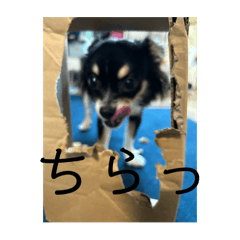 Monkithi_20250503194253