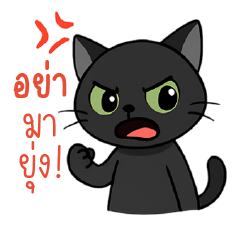 แมวดำสายมึน