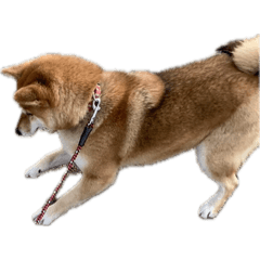 tora_20250503173733