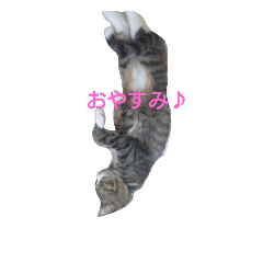 Hachi no neko 1