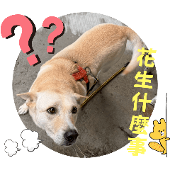 小春的日常問候