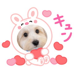 可愛いうちの子ラテくんです。