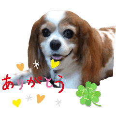 cavalier_2025