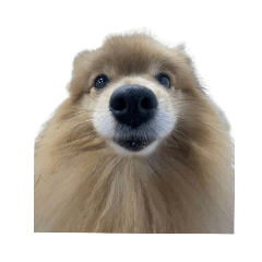 Dumb dog lucia
