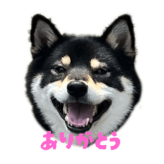 Black Shiba Ken