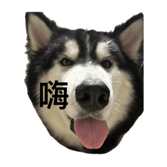 北爛茶米