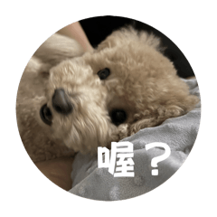 呆寶先生