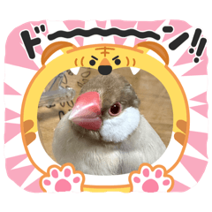 omochi_20250504091402