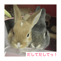 Daily life of rabbit!    .