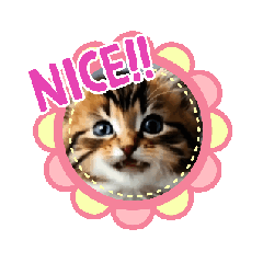 GRAPE_20250504095433