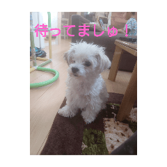 Hachi_20250503132726