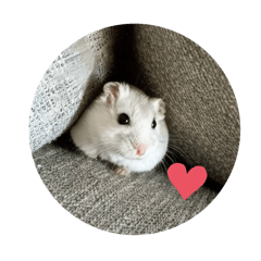 Hamster's_cute
