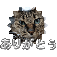 mikurinkotta_20250504131531