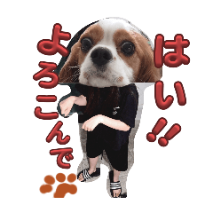 coco_20250504134430