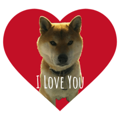 FuChan Shiba Inu