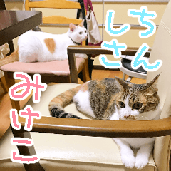 Mikeko&Shichisan Sticker2