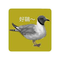 好鷗～