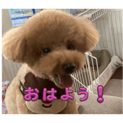 Hayatocute