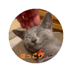 Russian Blue cat, Luna