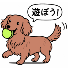 Dachshund (long coat red)