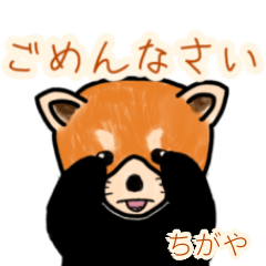 Chigaya's lesser panda