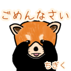 Chigiku's lesser panda