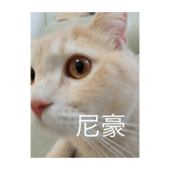 小貓六六1