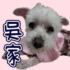 Wu Family's Beloved Dog