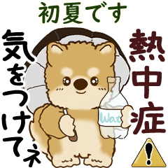 Moving Shiba-inu 2025 (early summer)