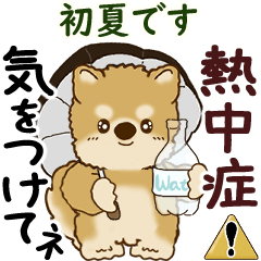 Moving Shiba-inu 2025 (early summer)