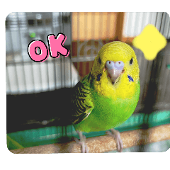 The daily life of a parakeet