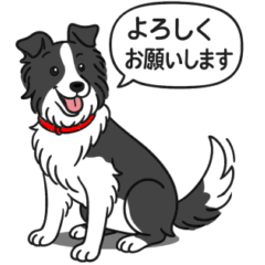 Border collie (Black and white)