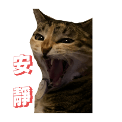 喵橘