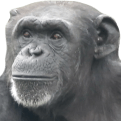 Large Chimpanzee Photo Collection