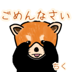 Chiku's lesser panda