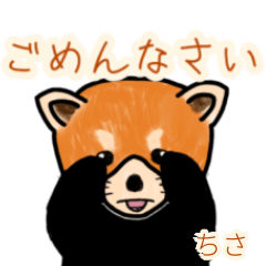 Chisa's lesser panda