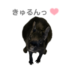 black degu