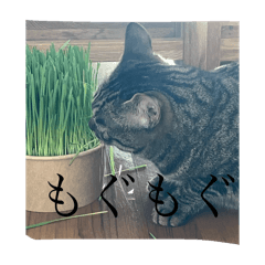 Mimi_20250504183344