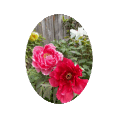 白 粉紅 紅 黃 牡丹動態貼圖