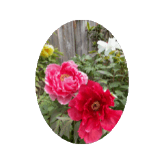 WHITE PINK RED YELOWPEONYDYNAMICSTICKER.