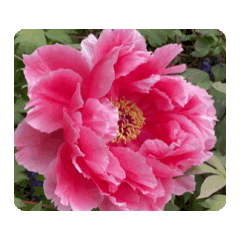 PINK TREE PEONY DYNAMIC STICKER. 2