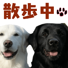 Cute golden retriever for everyday use