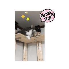 仲良しニャンズ1