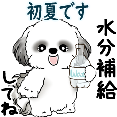 B&W Moving Shih tzu 2025 (early summer)